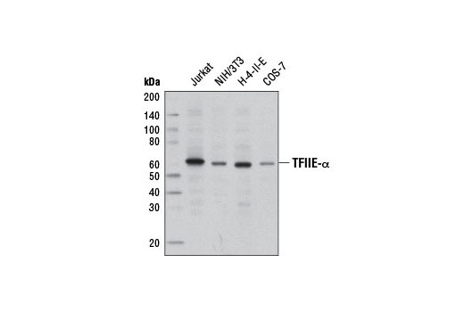 TFIIE-α Antibody - 100 ul