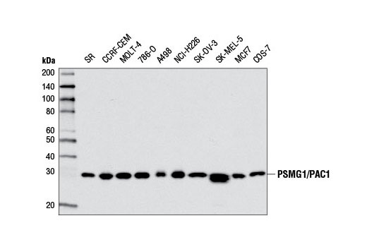 PSMG1/PAC1 Antibody - 100 ul