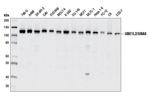 UBE1L2/UBA6 Antibody - 100 ul