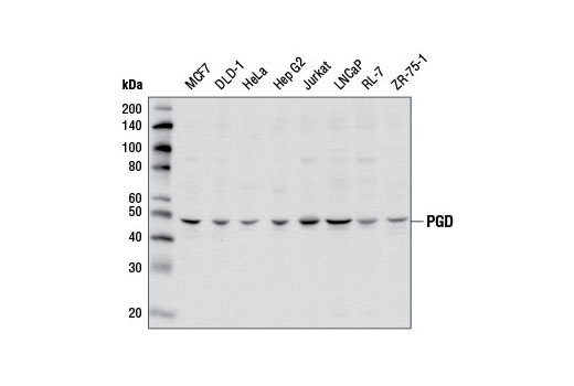 PGD Antibody - 100 ul