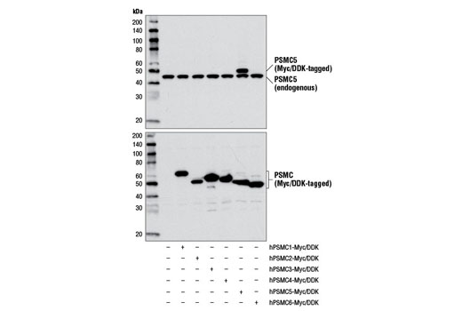 PSMC5/TRIP1 Antibody - 100 ul