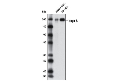 Nogo-A Antibody - 100 ul