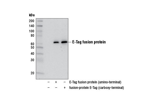 E-Tag Antibody - 100 ul