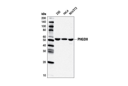 PHGDH Antibody - 100 ul