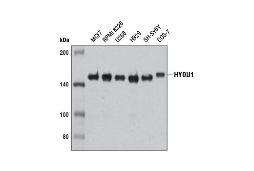 HYOU1 Antibody - 100 ul