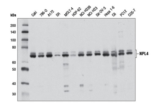 NPL4 Antibody - 100 ul