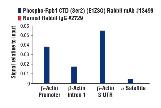 Rpb1 CTD Antibody Sampler Kit - 1 Kit