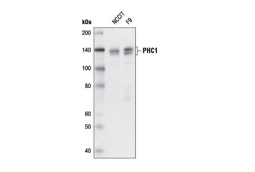 PHC1 Antibody - 100 ul