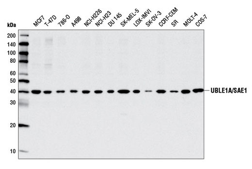 UBLE1A/SAE1 Antibody - 100 ul