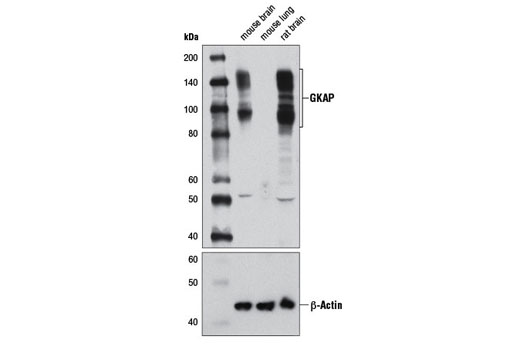 GKAP Antibody - 100 ul