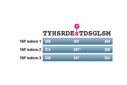 PhosphoPlus® YAP (Ser397) Antibody Duet - 1 Kit