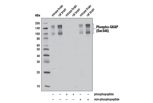 Phospho-GKAP (Ser346) Antibody - 100 ul