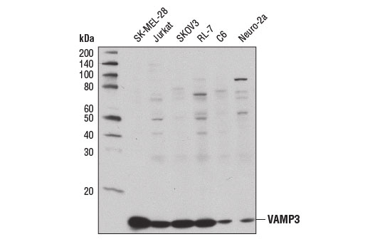 VAMP3 Antibody - 100 ul