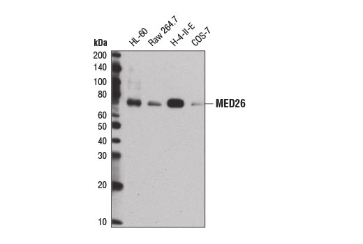 MED26 Antibody - 100 ul