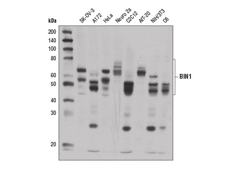 BIN1 Antibody_13679S - 100 ul