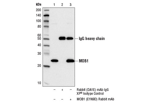 PhosphoPlus® MOB1A/MOB1B (Thr35) Antibody Duet - 1 Kit