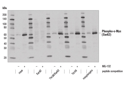 PhosphoPlus® c-Myc (Ser62) Antibody Duet - 1 Kit