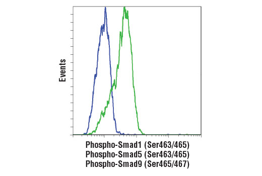 SMAD 1/5/9 Antibody Sampler Kit - 1 Kit