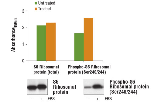 PathScan® Phospho-S6 Ribosomal Protein (Ser240/244) Sandwich ELISA Kit - 1 Kit