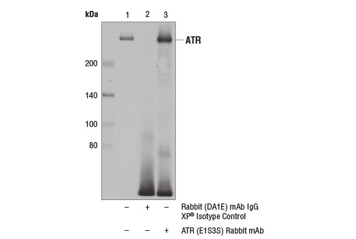 PhosphoPlus® ATR (Thr1989) Antibody Duet - 1 Kit