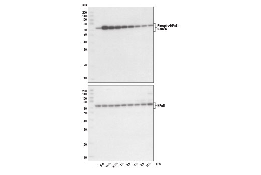 Lipopolysaccharides (LPS) - 10 mg