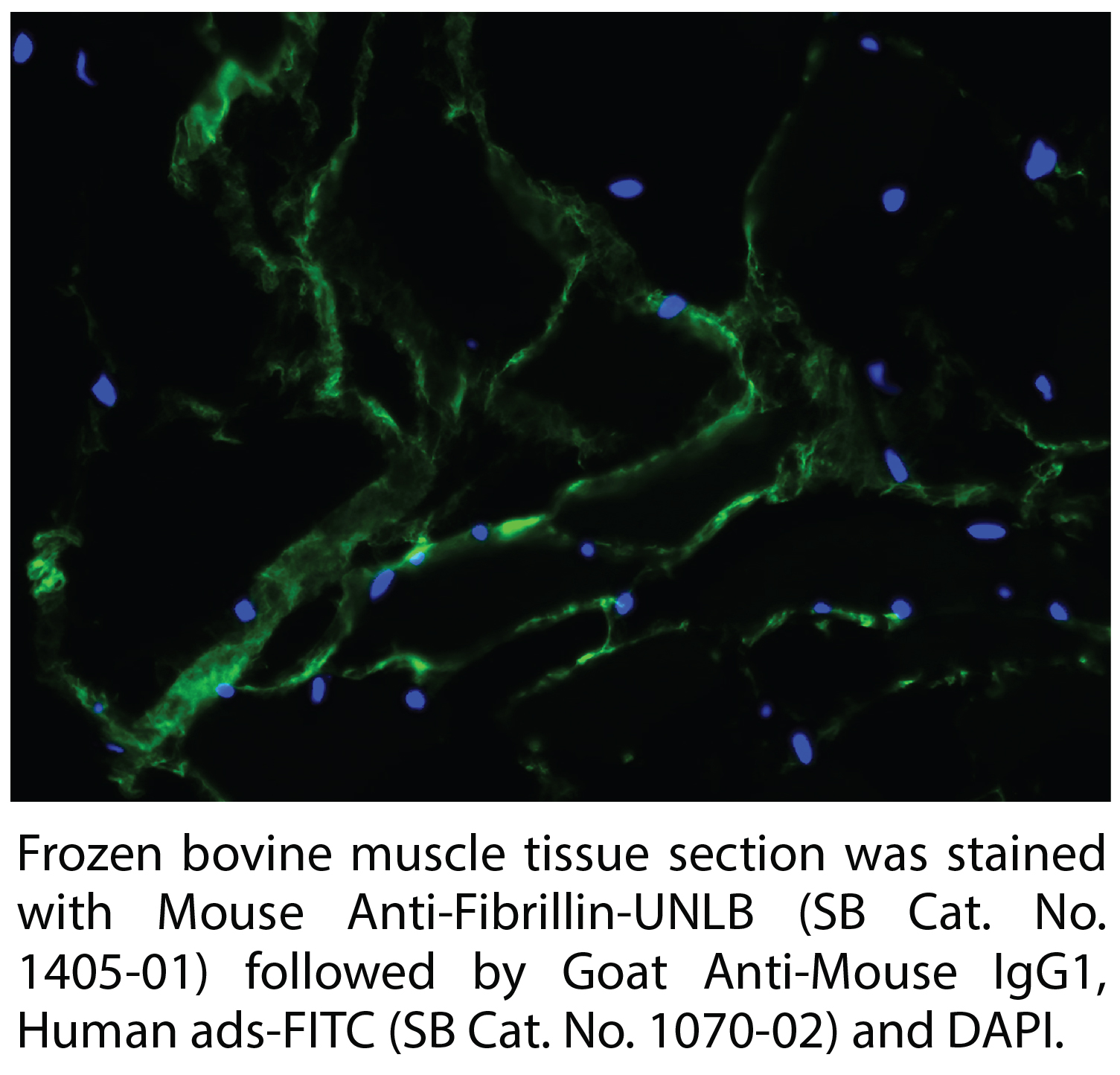 Mouse Anti-Fibrillin-1-UNLB - 0.2 mg