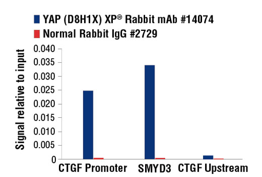 PhosphoPlus® YAP (Ser127) Antibody Duet - 1 Kit