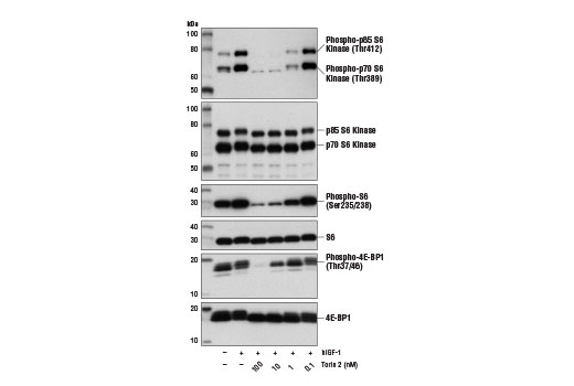 Torin 2 - 5 mg