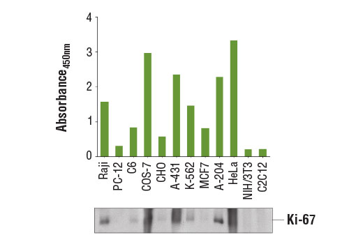 PathScan® Total Ki-67 Sandwich ELISA Kit - 1 Kit