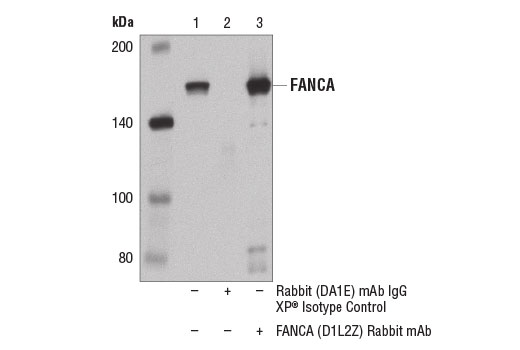 Fanconi Anemia Antibody Sampler Kit - 1 Kit