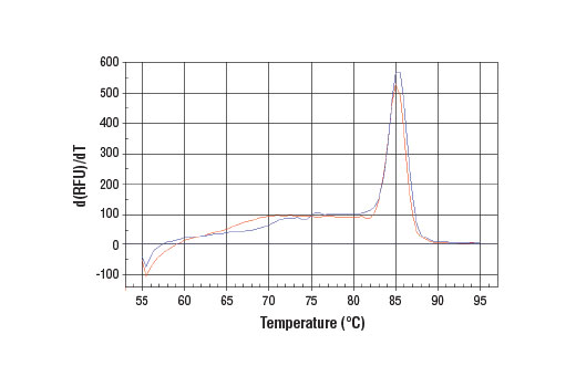 SimpleChIP® Human 28S rDNA Repeat Primers - 500 ul