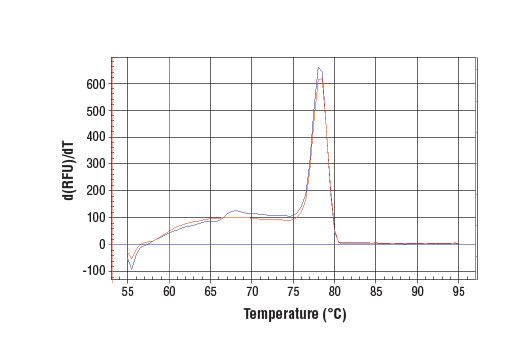 SimpleChIP® Human CTGF Upstream Primers - 500 ul