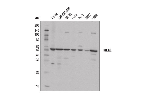 PhosphoPlus® MLKL (Ser358) Antibody Duet - 1 Kit