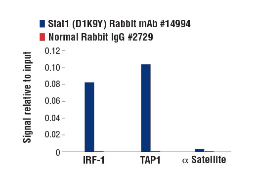 PhosphoPlus® Stat1 (Tyr701) Antibody Duet - 1 Kit