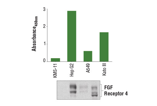 PathScan® Total FGF Receptor 4 Sandwich ELISA Kit - 1 Kit