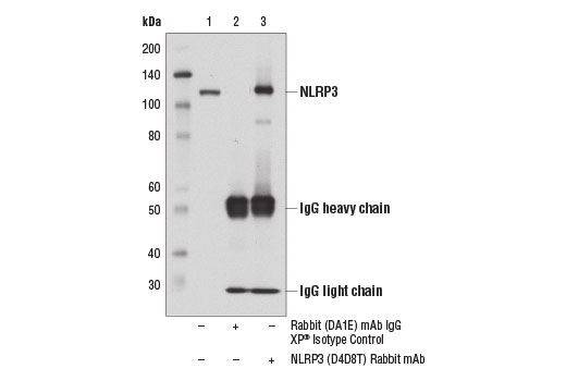 Human Reactive Inflammasome Antibody Sampler Kit II - 1 Kit