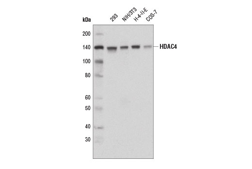 Class II HDAC Antibody Sampler Kit - 1 Kit