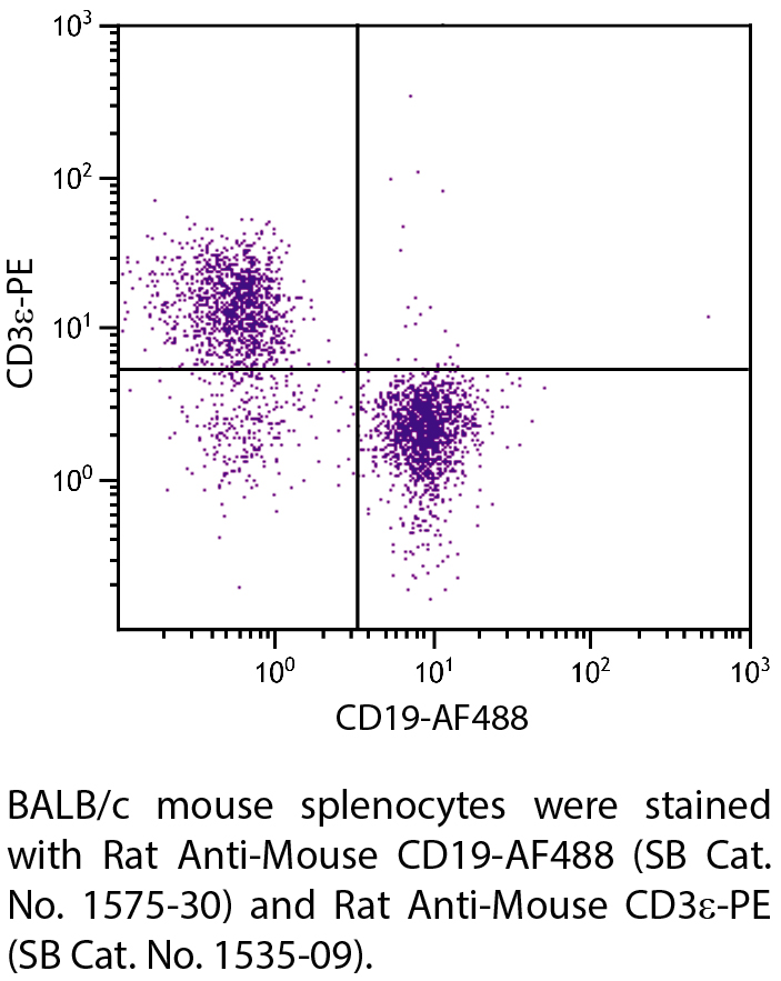 Rat Anti-Mouse CD19-AF488 - 0.1 mg