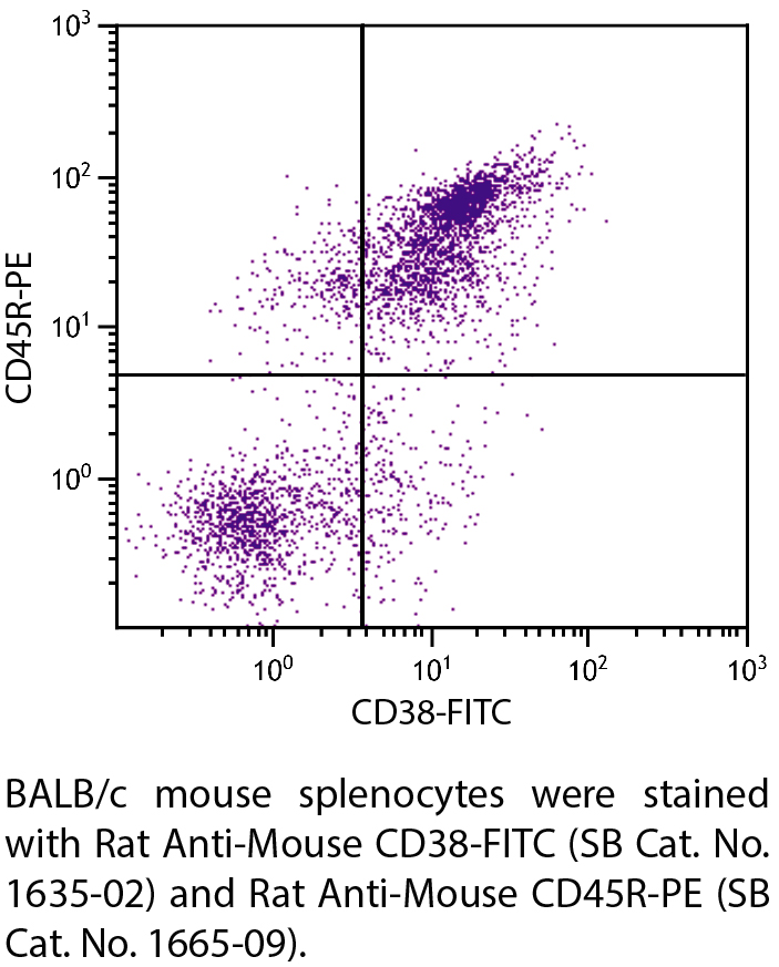 Rat Anti-Mouse CD38-FITC - 0.5 mg