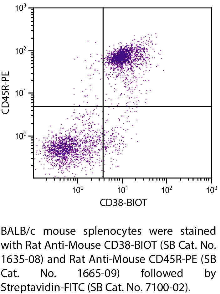 Rat Anti-Mouse CD38-BIOT - 0.5 mg