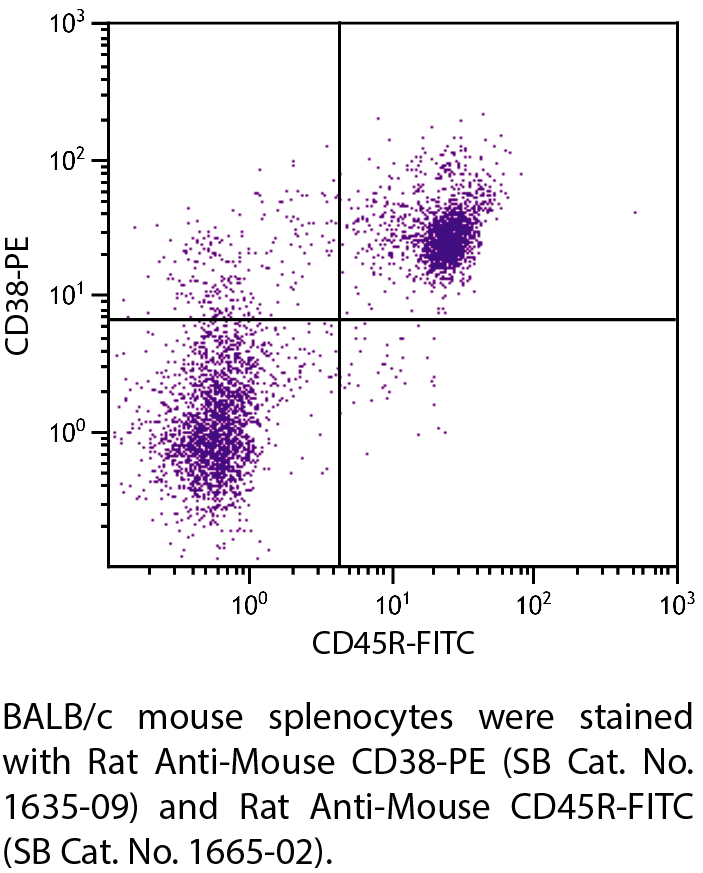 Rat Anti-Mouse CD38-PE - 0.1 mg