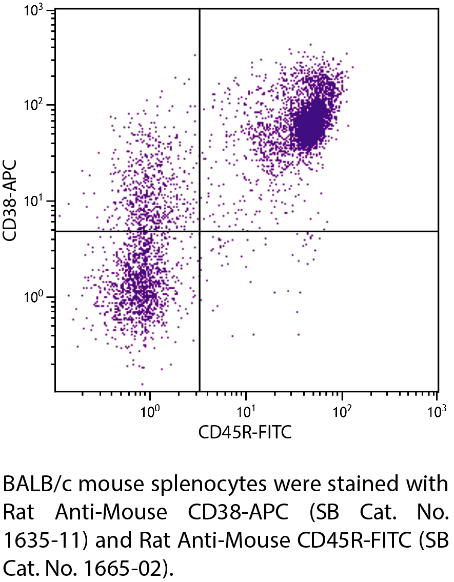 Rat Anti-Mouse CD38-APC - 0.1 mg