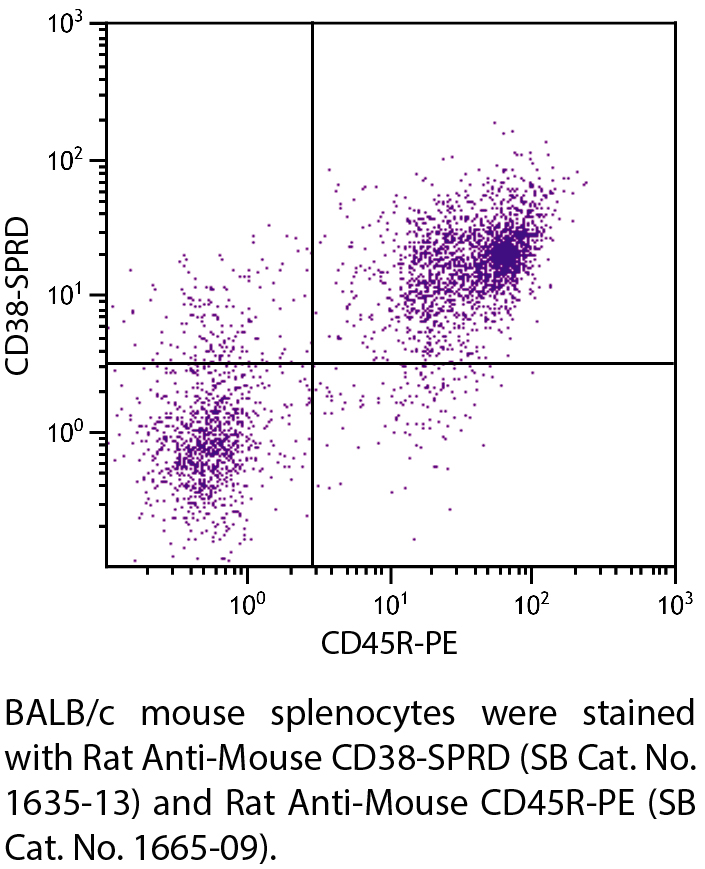 Rat Anti-Mouse CD38-SPRD - 0.1 mg