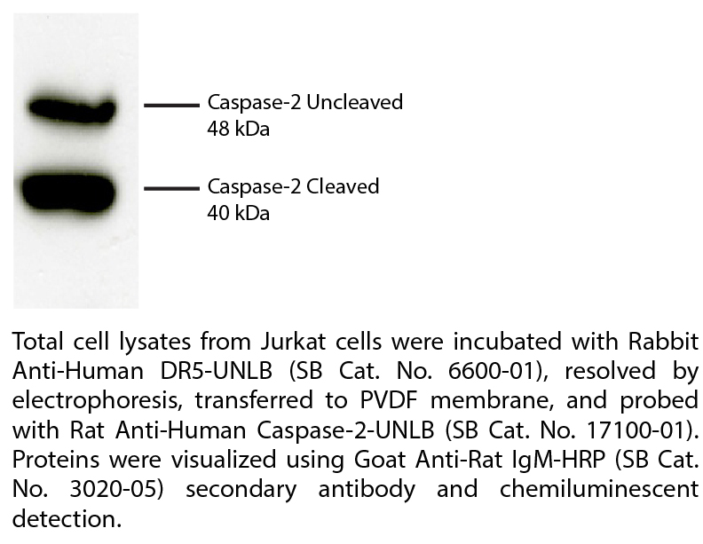 Rat Anti-Human Caspase-2-UNLB - 0.1 mg