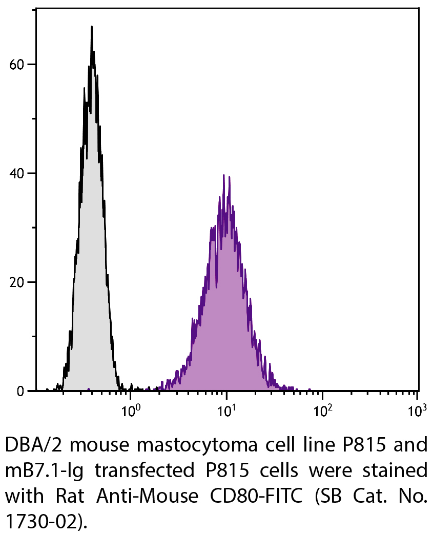 Rat Anti-Mouse CD80-FITC - 0.5 mg