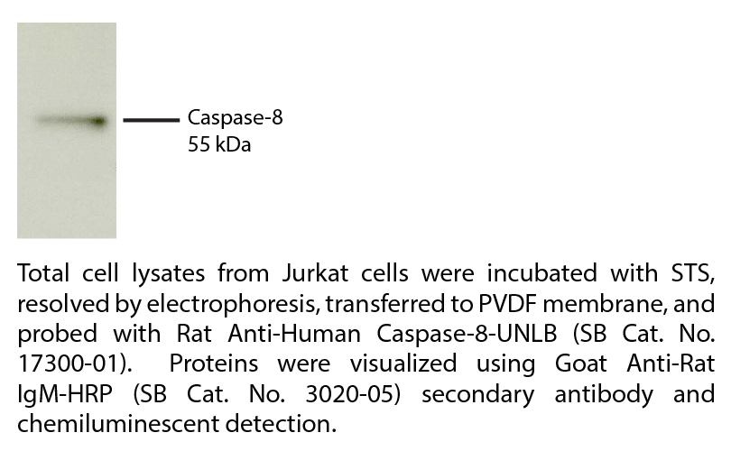 Rat Anti-Human Caspase-8-UNLB - 0.1 mg