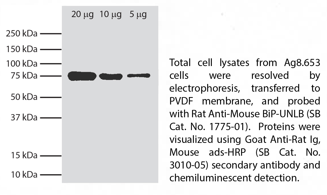 Rat Anti-Mouse BiP-UNLB - 0.5 mg