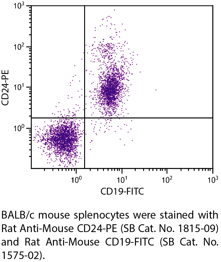 Rat Anti-Mouse CD24-PE - 0.1 mg