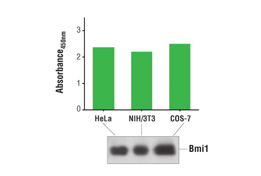 PathScan® Total Bmi1 Sandwich ELISA Kit - 1 Kit