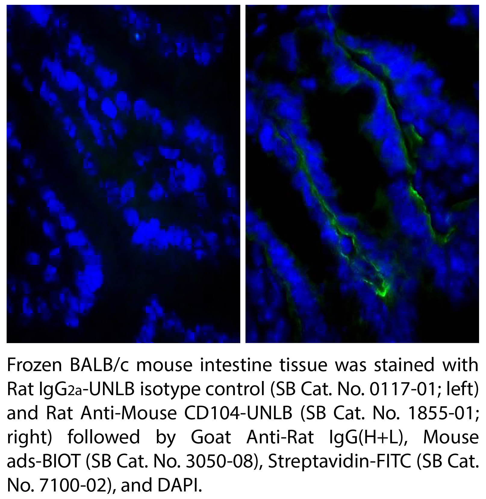 Rat Anti-Mouse CD104-UNLB - 0.5 mg